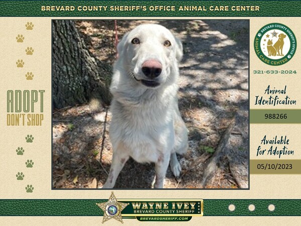 Bear, an adoptable Mixed Breed in Melbourne, FL_image-1