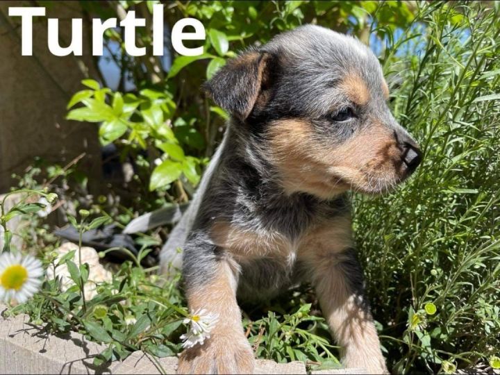 TURTLE, an adoptable Australian Cattle Dog / Blue Heeler in Palmdale, CA_image-1