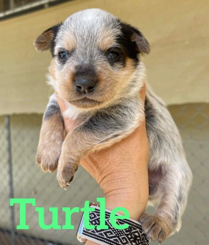 TURTLE, an adoptable Australian Cattle Dog / Blue Heeler in Palmdale, CA_image-2