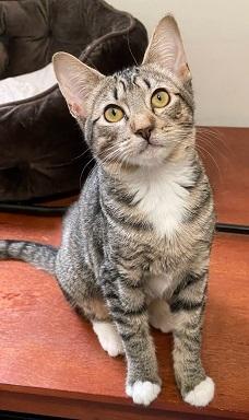Cassis, an adoptable Domestic Short Hair & Tabby Mix in San Francisco, CA_image-3