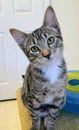 Cassis, an adoptable Domestic Short Hair & Tabby Mix in San Francisco, CA_image-4
