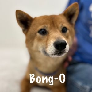 Bong-O