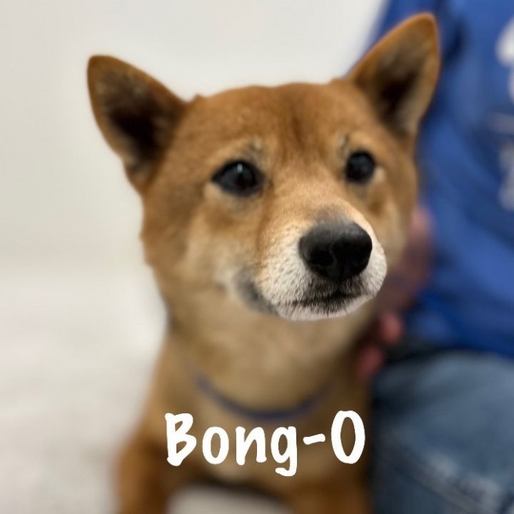 Bong-O 1