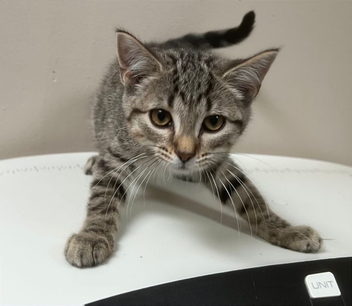 Lolly, an adoptable Tabby & Domestic Short Hair Mix in Monroe, MI_image-2