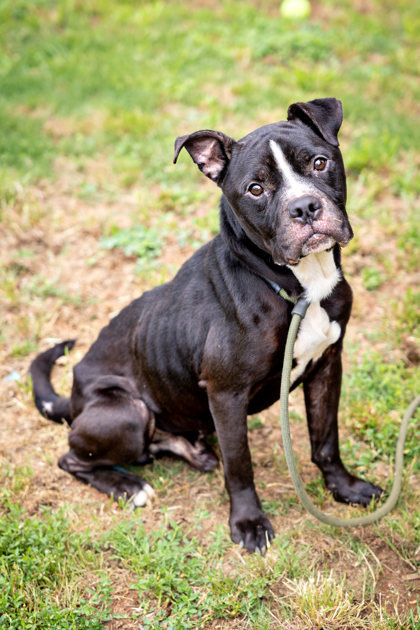 Axle Ace, an adoptable Mixed Breed in Chamblee, GA_image-2