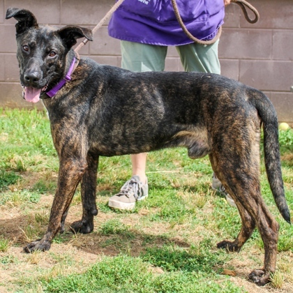 Scottie Pinpen, an adoptable Mixed Breed in Chamblee, GA_image-1