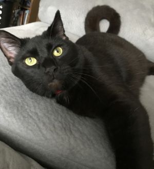 Goob