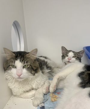 Carlos (bonded To Cameron)