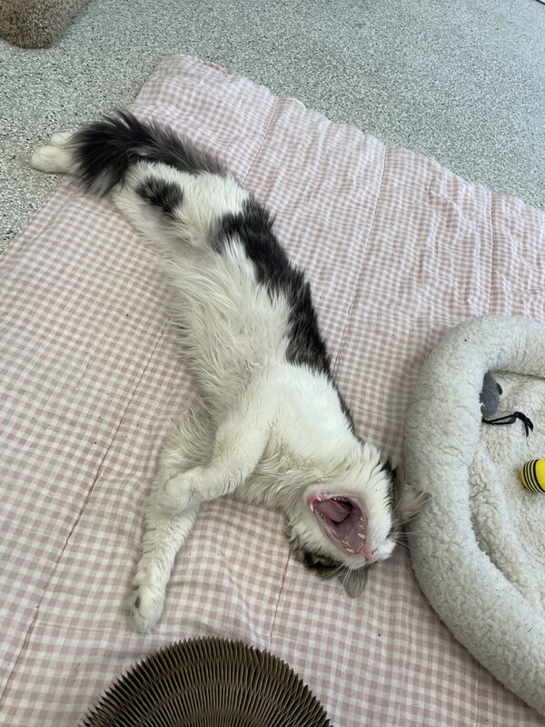 Carlos (bonded To Cameron) 2
