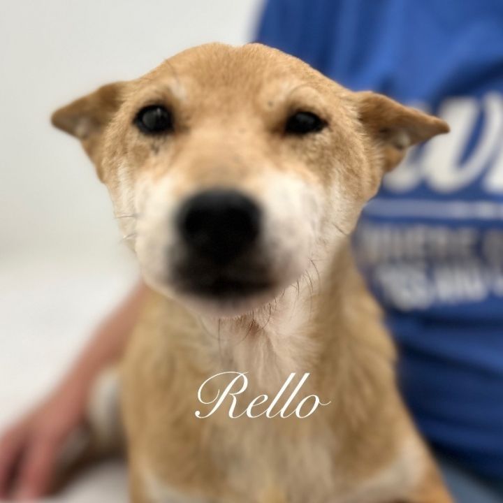Rello, an adoptable Shiba Inu in Jacksonville, IL_image-1