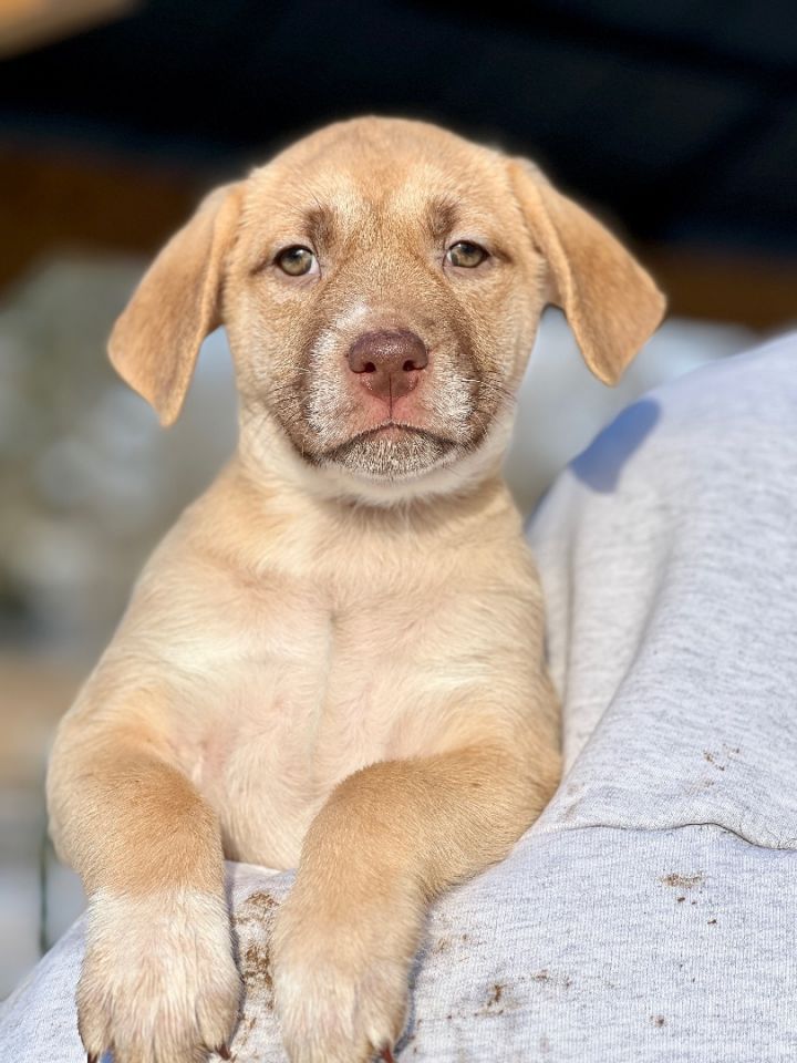 Cami, an adoptable Labrador Retriever Mix in Albany, NY_image-3