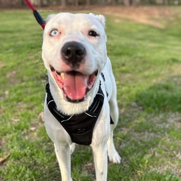 Dog For Adoption - Ice, An English Bulldog & Husky Mix In Rochester, Ny 