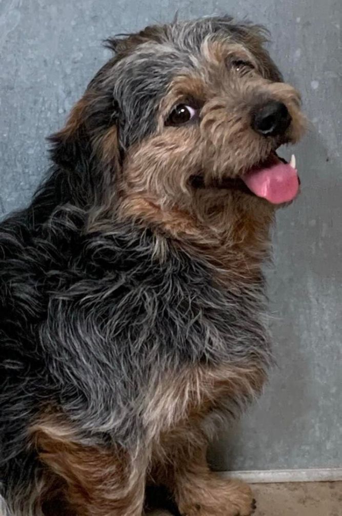 Blue heeler and yorkie 2024 mix