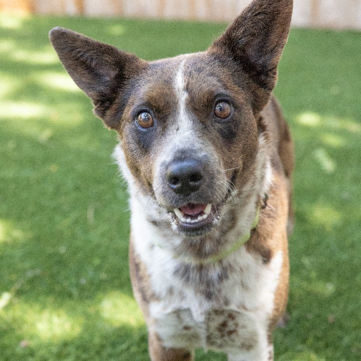 Jessica, an adopted Australian Cattle Dog / Blue Heeler Mix in Naperville, IL_image-5