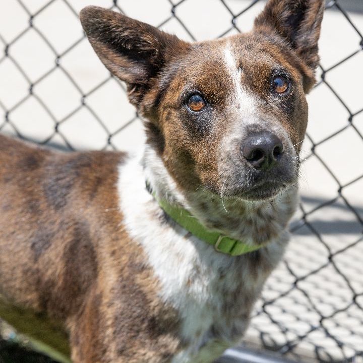 Jessica, an adopted Australian Cattle Dog / Blue Heeler Mix in Naperville, IL_image-6