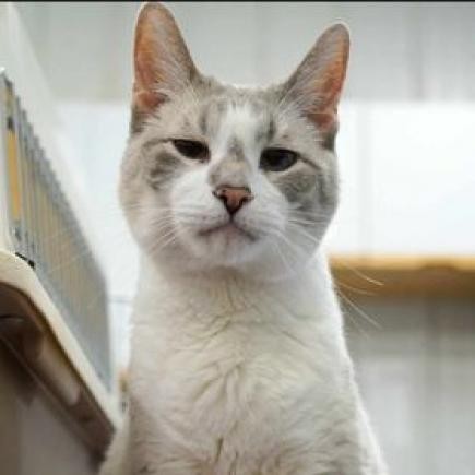 Lance, an adoptable Domestic Short Hair in Buffalo, WY, 82834 | Photo Image 1