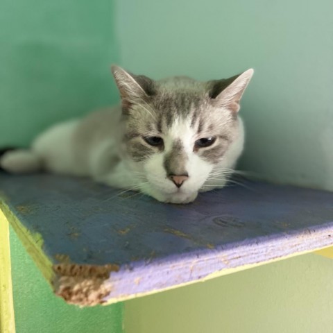 Lance, an adoptable Domestic Short Hair in Buffalo, WY, 82834 | Photo Image 2