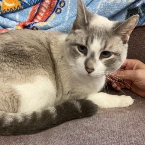 Lance, an adoptable Domestic Short Hair in Buffalo, WY, 82834 | Photo Image 3