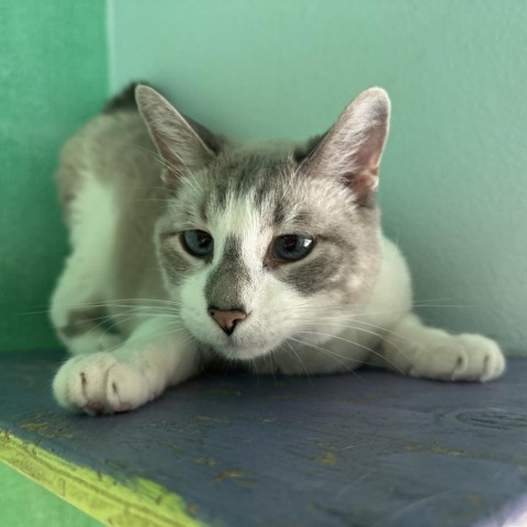 Lance, an adoptable Domestic Short Hair in Buffalo, WY, 82834 | Photo Image 4