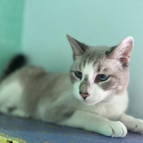 Lance, an adoptable Domestic Short Hair in Buffalo, WY, 82834 | Photo Image 5