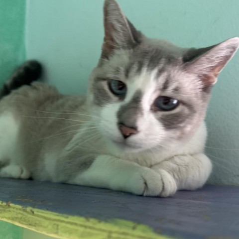 Lance, an adoptable Domestic Short Hair in Buffalo, WY, 82834 | Photo Image 6