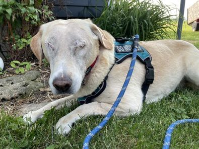 Sugar, an adoptable Labrador Retriever in Watertown, WI, 53094 | Photo Image 2