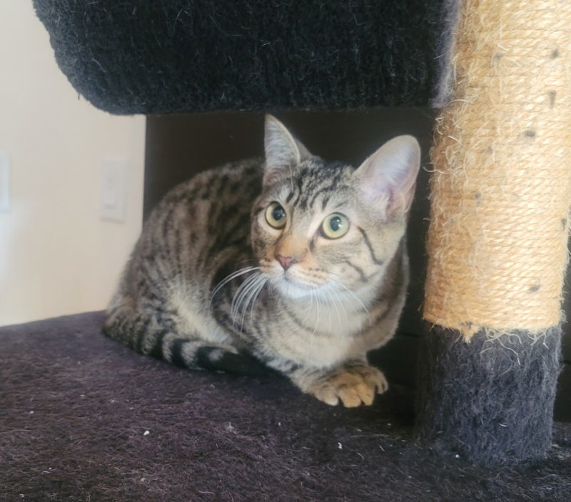 Daryl, an adoptable Domestic Short Hair, Tabby in Littleton, CO, 80127 | Photo Image 1