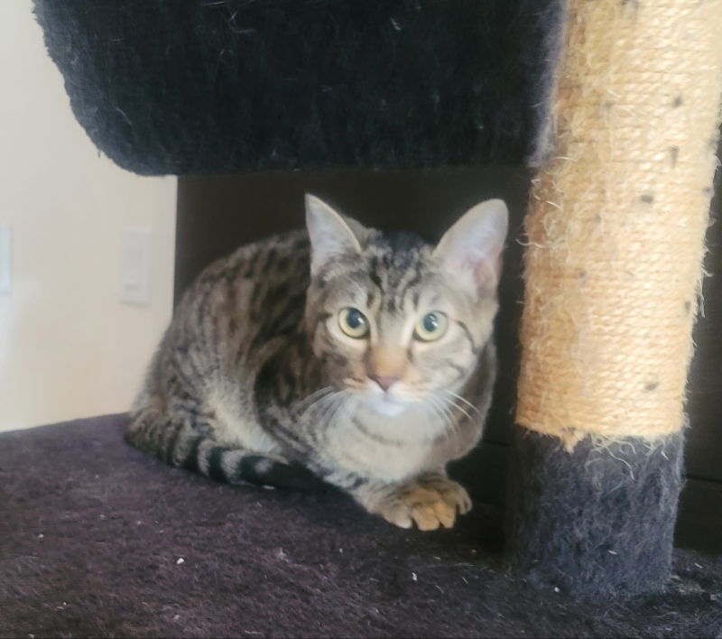 Daryl, an adoptable Domestic Short Hair, Tabby in Littleton, CO, 80127 | Photo Image 2