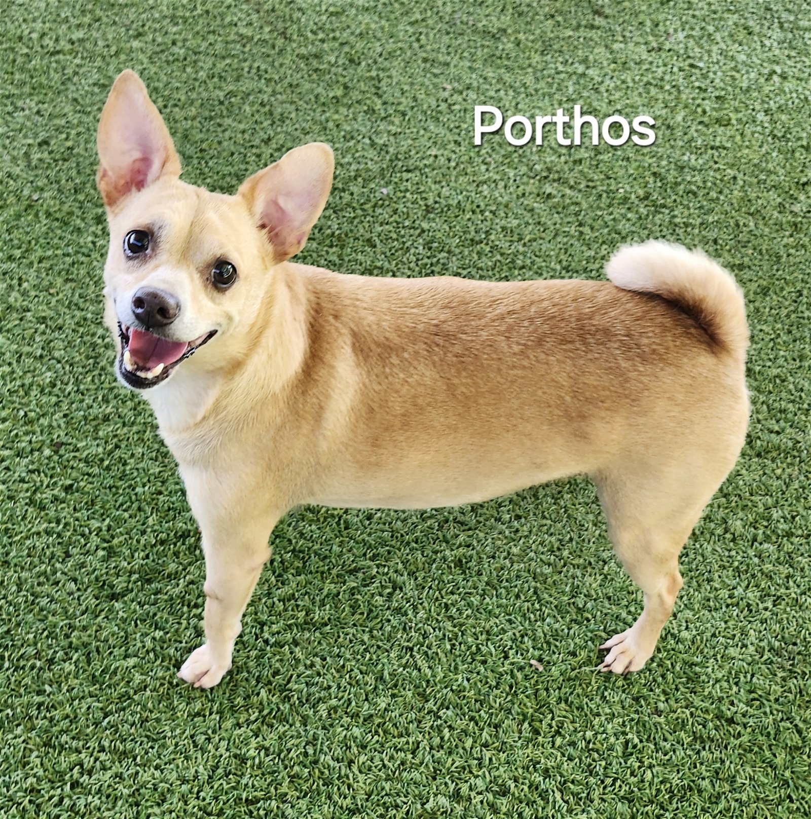 Porthos, an adoptable Basenji, Terrier in Pipe Creek, TX, 78063 | Photo Image 1