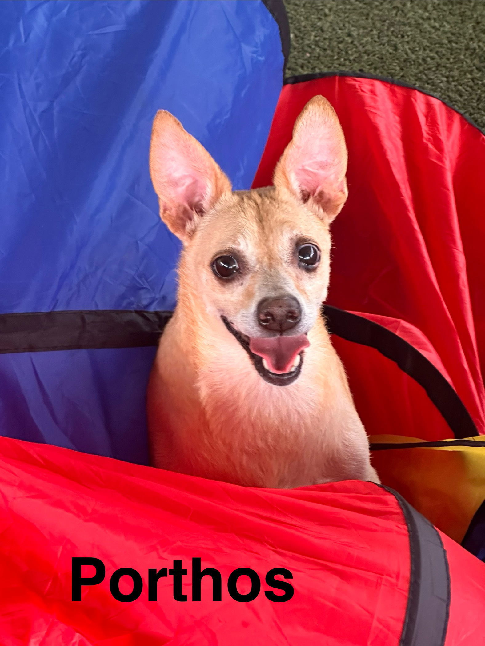 Porthos, an adoptable Basenji, Terrier in Pipe Creek, TX, 78063 | Photo Image 1