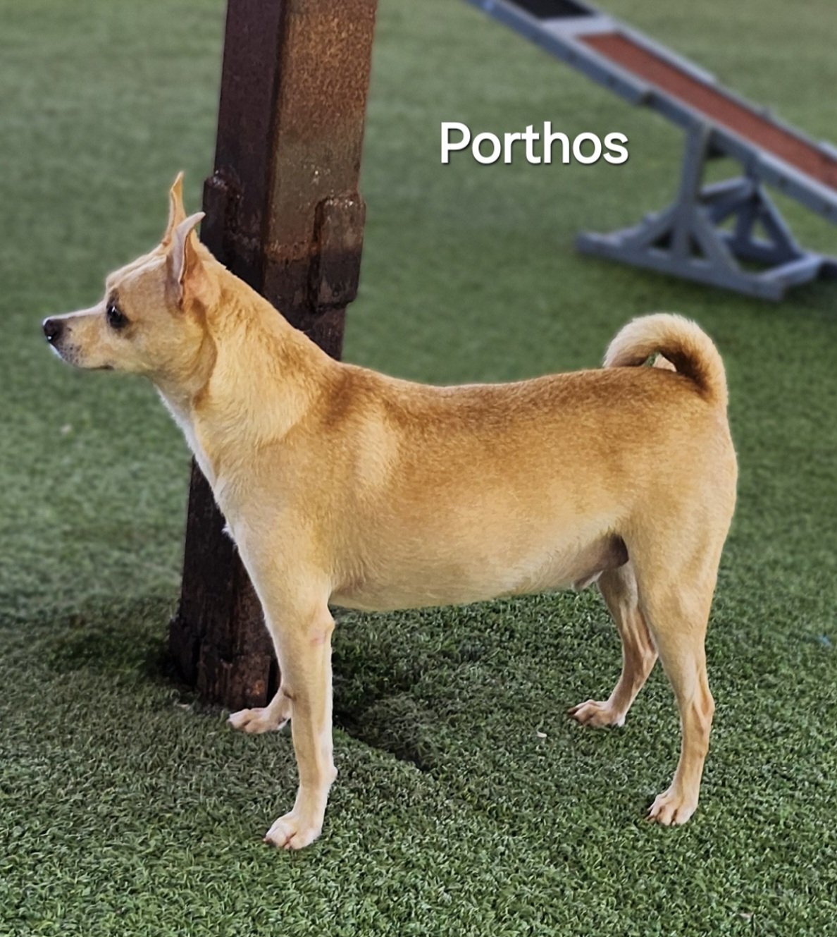 Porthos, an adoptable Basenji, Terrier in Pipe Creek, TX, 78063 | Photo Image 3