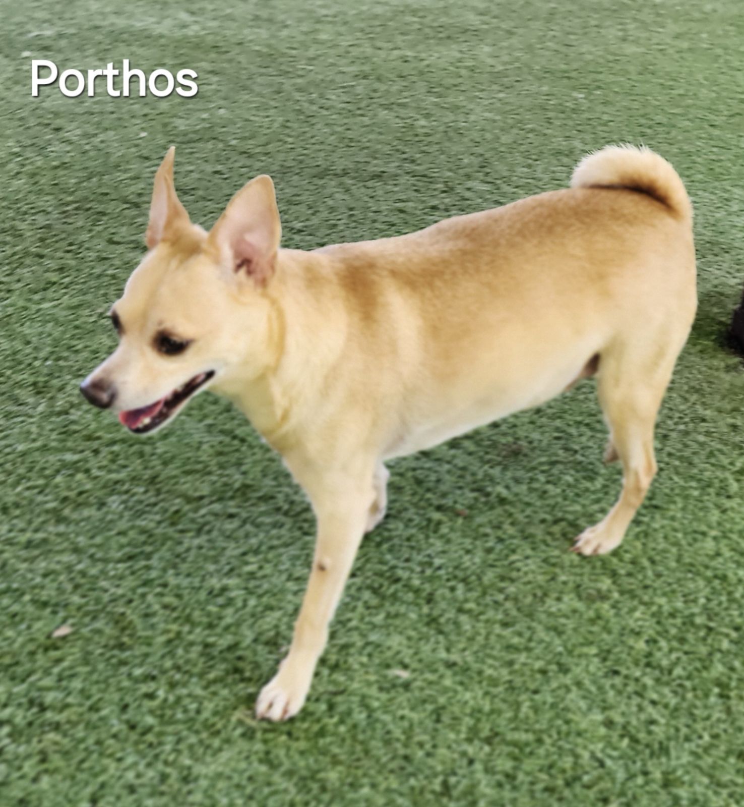 Porthos, an adoptable Basenji, Terrier in Pipe Creek, TX, 78063 | Photo Image 3