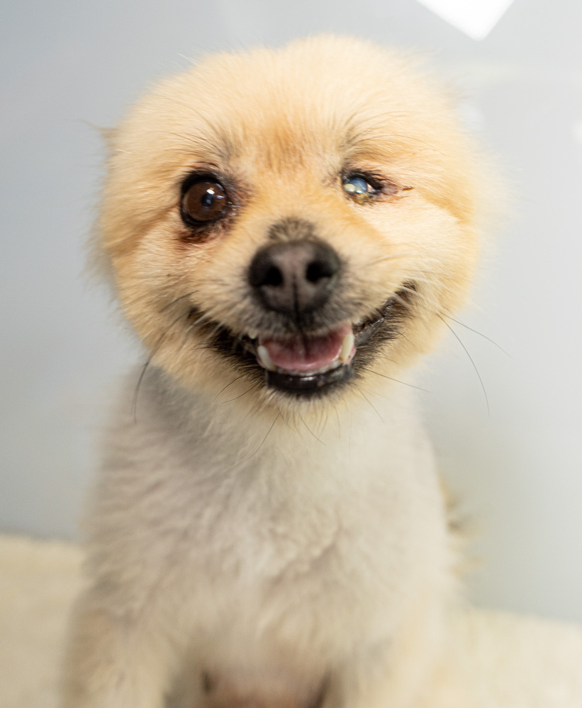 Karen Smith, an adoptable Pomeranian in Studio City, CA, 91604 | Photo Image 3