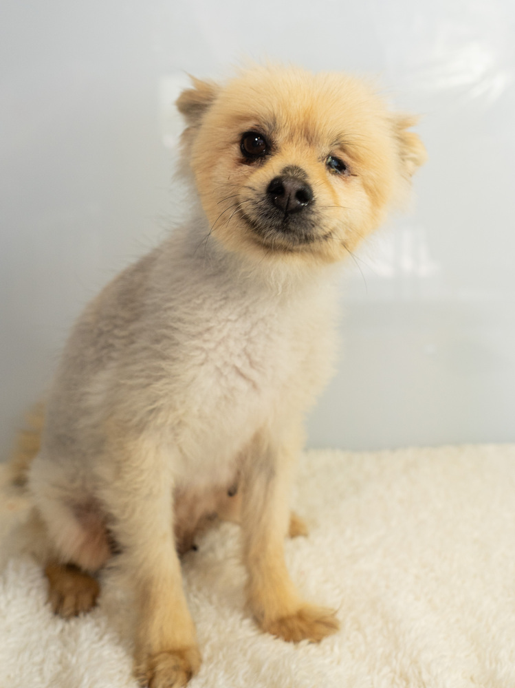 Karen Smith, an adoptable Pomeranian in Studio City, CA, 91604 | Photo Image 4