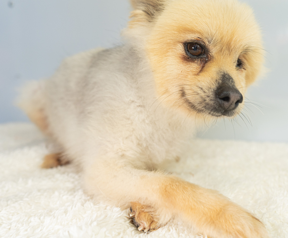 Karen Smith, an adoptable Pomeranian in Studio City, CA, 91604 | Photo Image 5