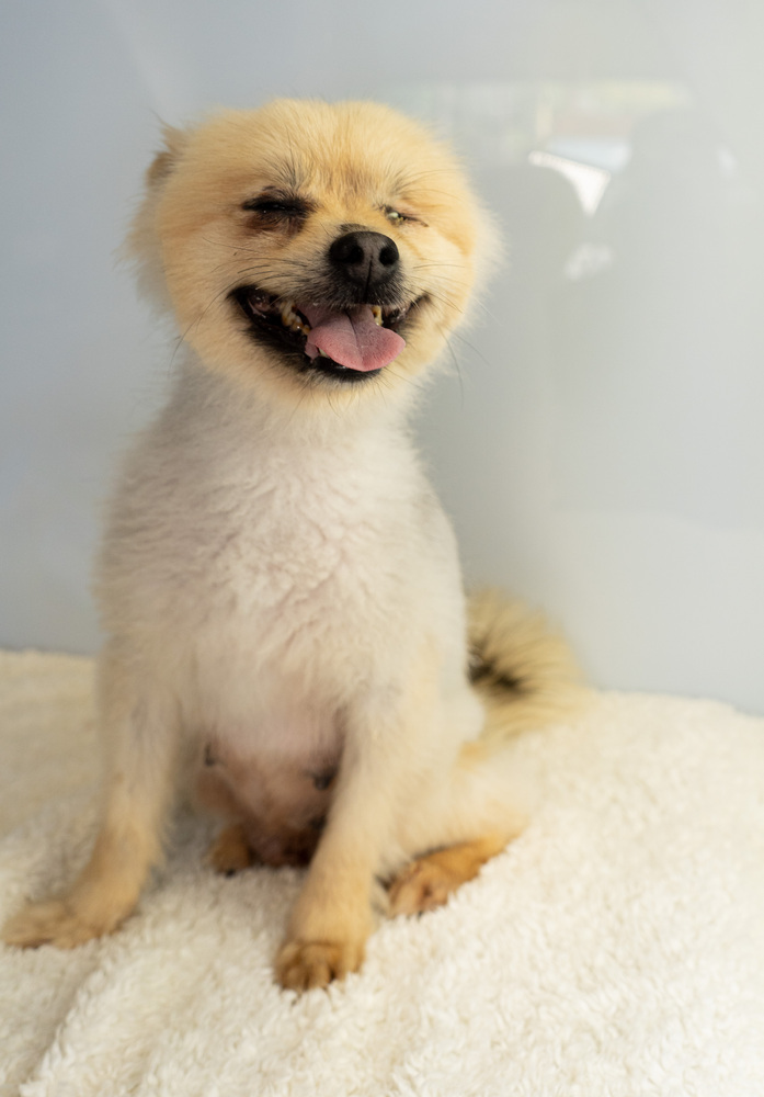 Karen Smith, an adoptable Pomeranian in Studio City, CA, 91604 | Photo Image 6