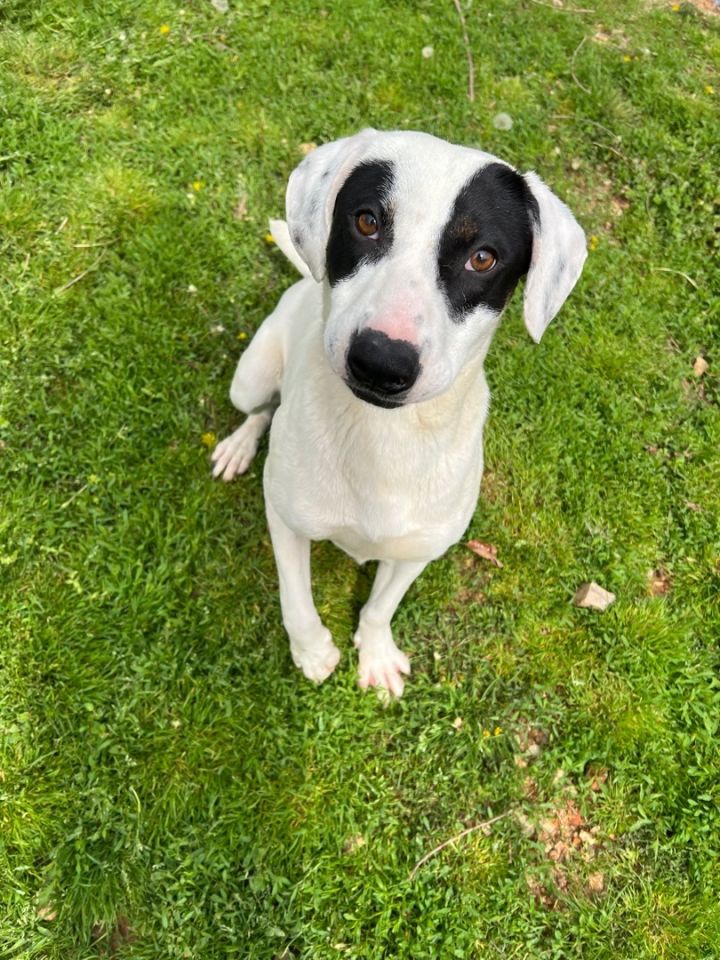 Beagle dalmatian sale mix puppy