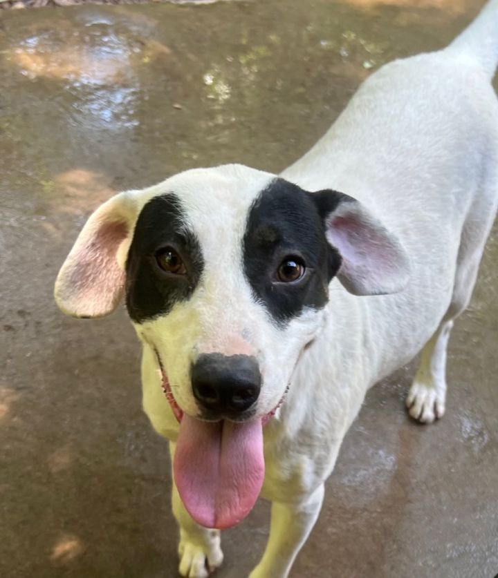 Beagle and hot sale dalmatian mix