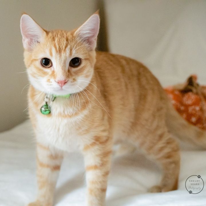 Pippin, an adoptable Domestic Short Hair Mix in Springfield, MO_image-3