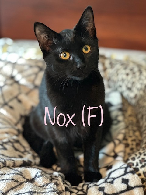 NOX, an adoptable Domestic Medium Hair in New Bern, NC, 28563 | Photo Image 1