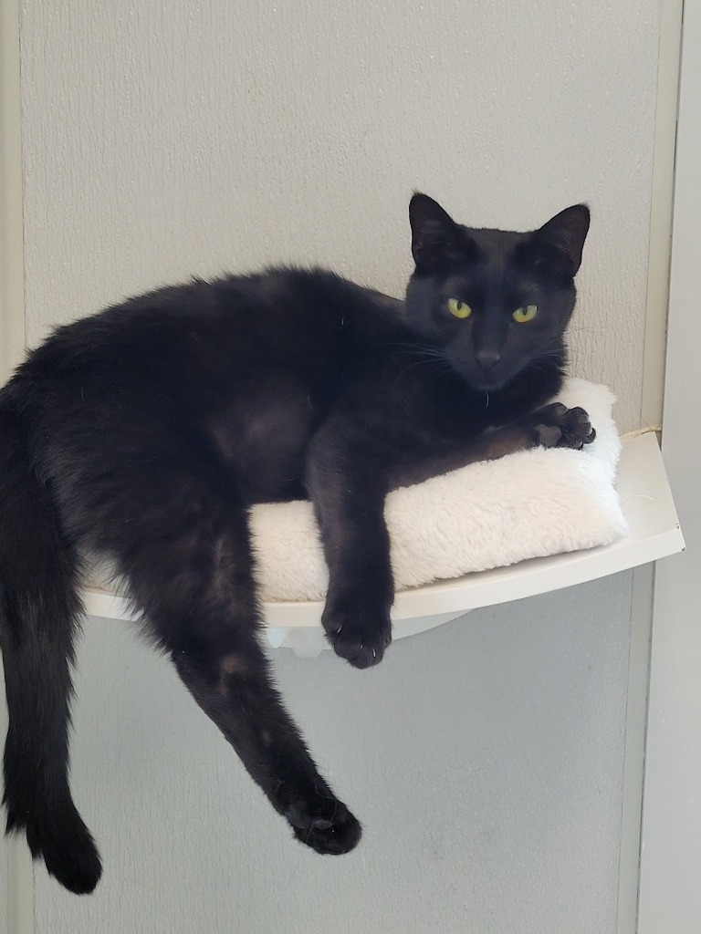 NOX, an adoptable Domestic Medium Hair in New Bern, NC, 28563 | Photo Image 1