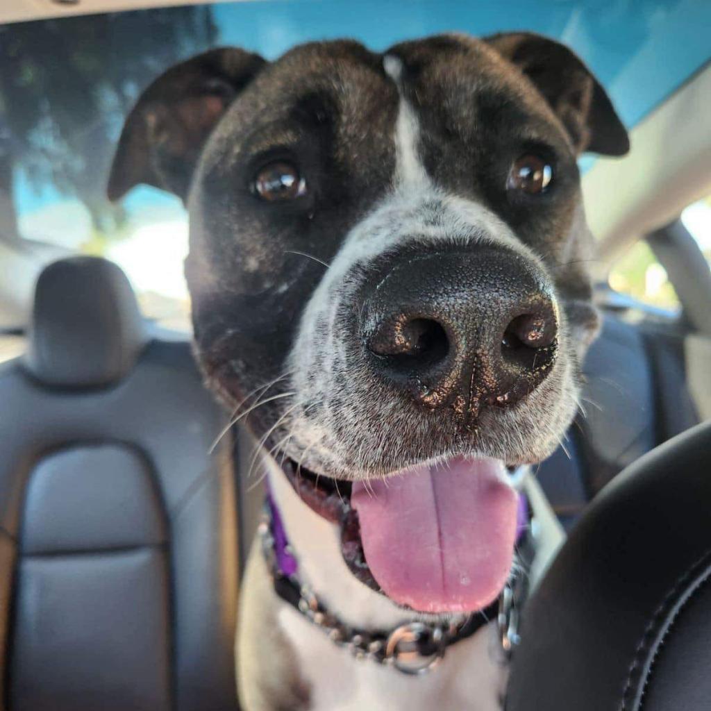 Oregano, an adoptable Akita, Boxer in Phoenix, AZ, 85028 | Photo Image 1
