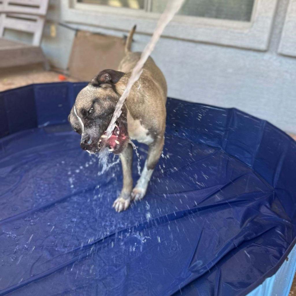 Oregano, an adoptable Akita, Boxer in Phoenix, AZ, 85028 | Photo Image 3