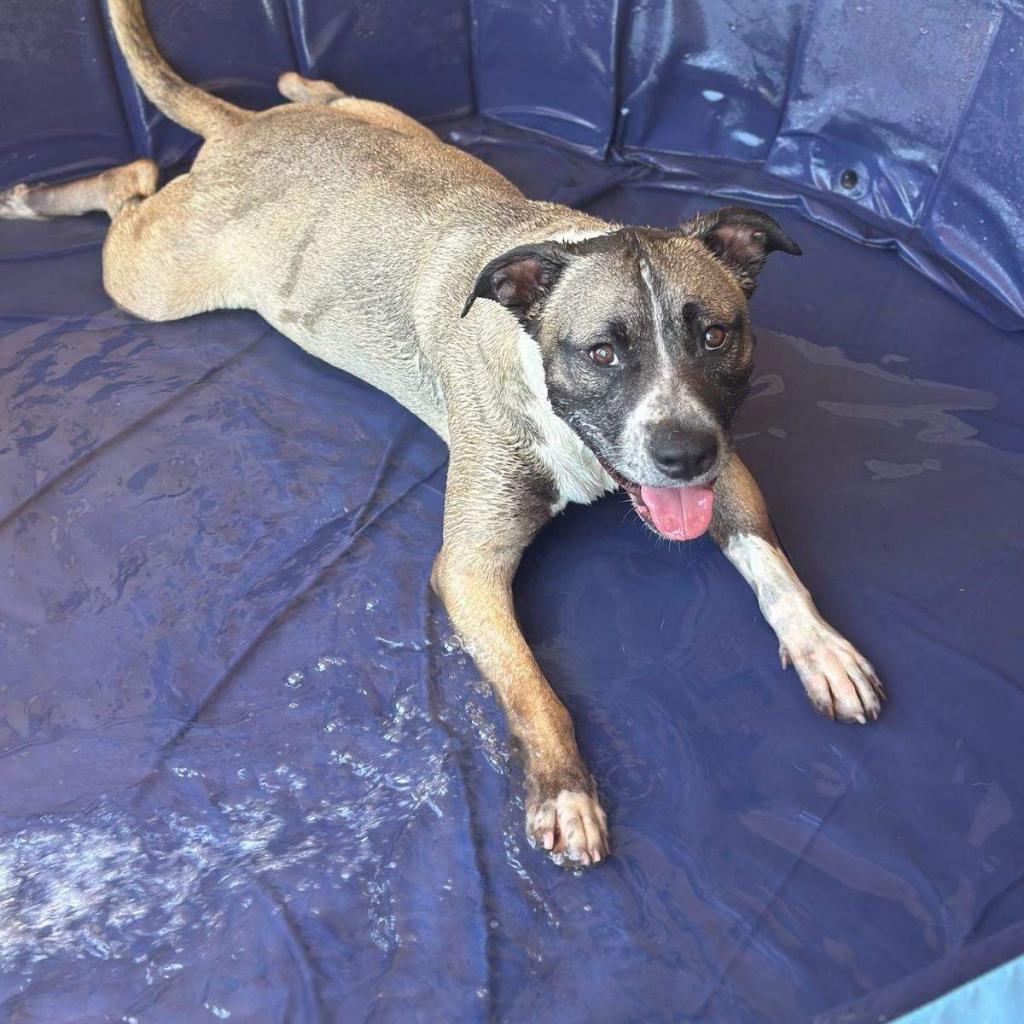 Oregano, an adoptable Akita, Boxer in Phoenix, AZ, 85028 | Photo Image 4