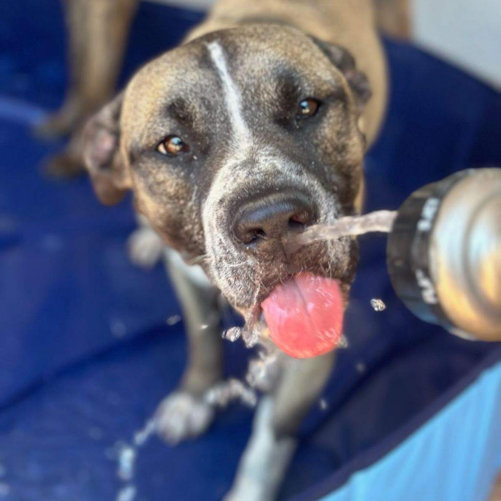 Oregano, an adoptable Akita, Boxer in Phoenix, AZ, 85028 | Photo Image 5