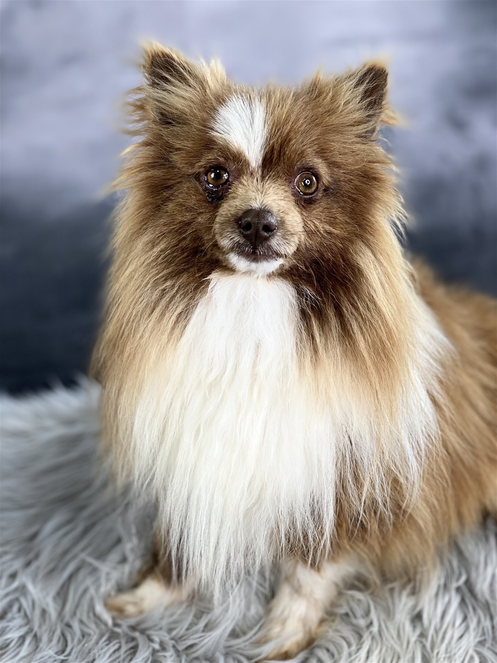 Tornado, an adoptable Pomeranian in Garland, TX, 75040 | Photo Image 3