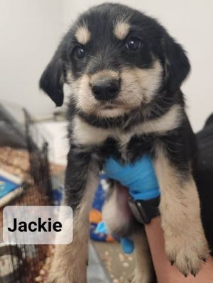 Jackie