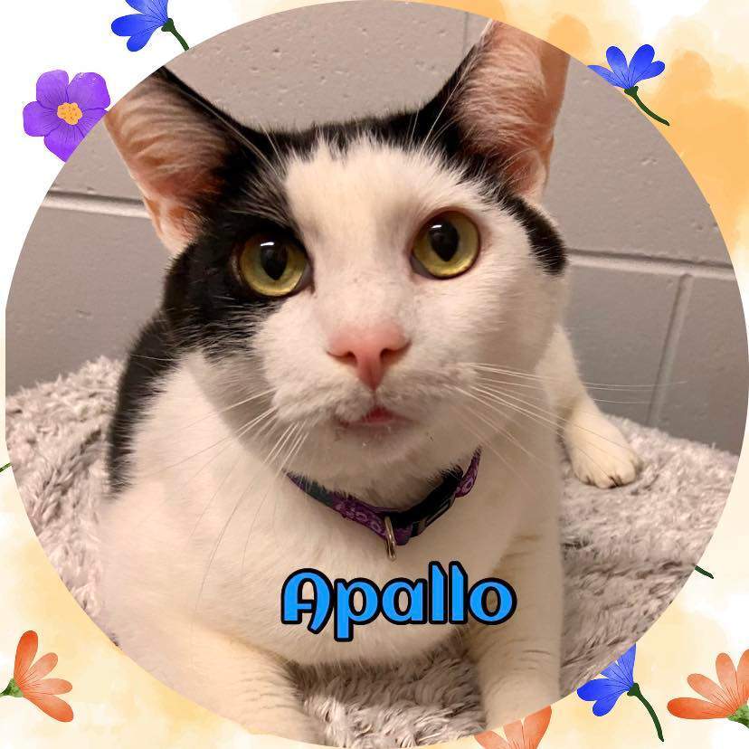 Cat for adoption Apallo, a Domestic Short Hair in Enterprise, AL