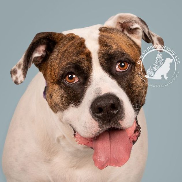 Zoda, an adoptable Pit Bull Terrier in Minneapolis, MN_image-1