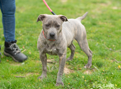 Titus, an adoptable Mixed Breed in West Chester, PA_image-1